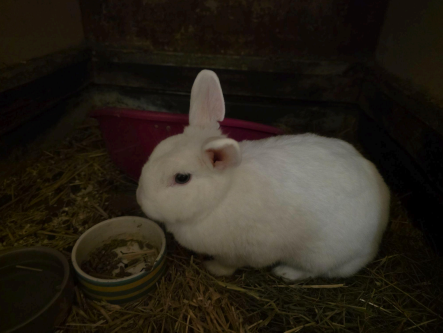 Fenix Warm Glow, Lighting Up Nights With Beloved Pets